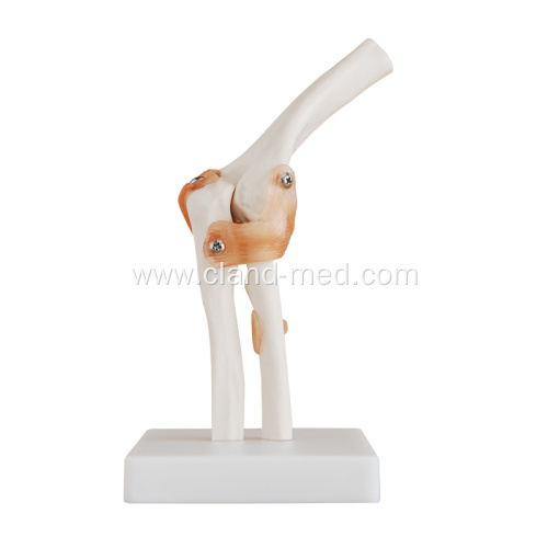 Life-Size Elbow Joint Skeleton Model